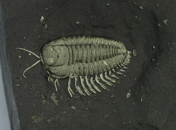 A pyrite replaced Triarthrus trilobite from New York showing soft-bodied preservation>